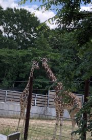 Giraffes-scaled
